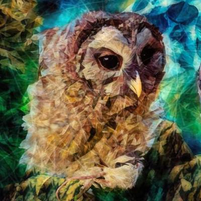 "Kianna`s Owls" by James Baxter – The Vilbil: Your Flagship Immersive Showroom